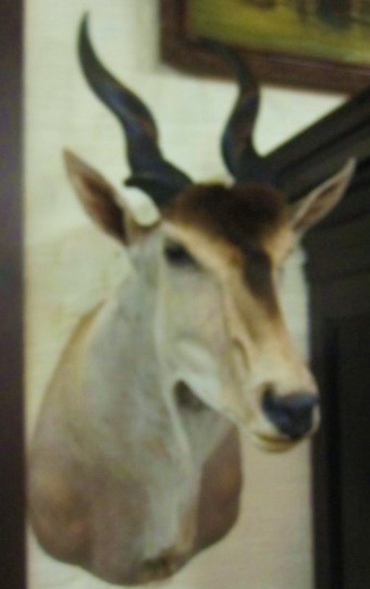 Durban Eland